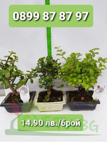 Бонсай "Bonsai"
